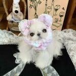 Szennyeződésgátló fejpánt kistestű és hosszú szőrű kutyáknak